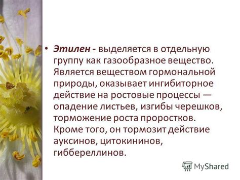 Физиологические процессы, определяющие осенью опадение листьев