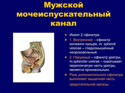 Физиологические различия в структуре мочеполовой системы