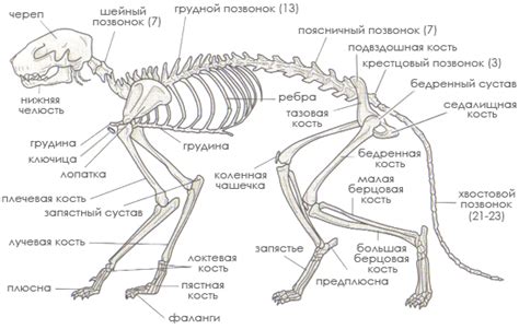 Физиология и анатомия кошек