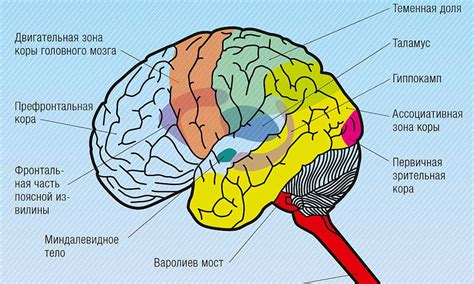 Физиология сна человека