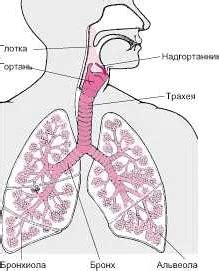 Физические проблемы с дыхательной системой