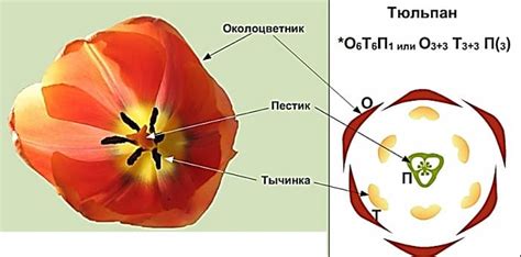 Формирование цветка тюльпана