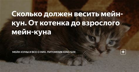 Формулы и методы расчета веса от котенка до взрослого