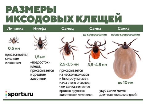 Функции головы у клещей