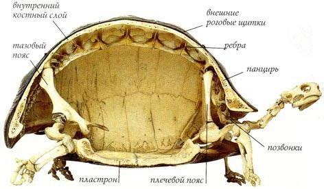 Функции мозга черепахи красноухой