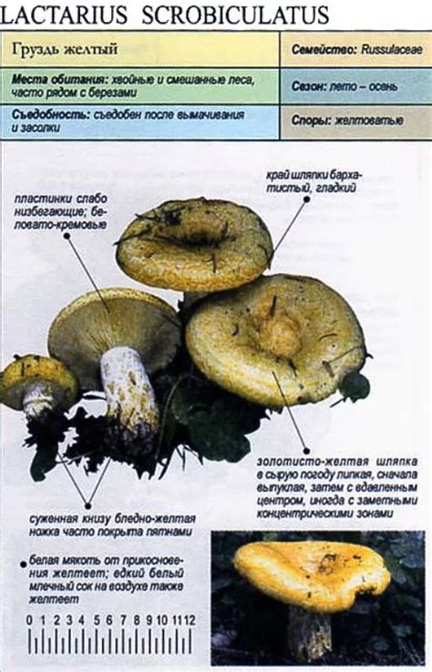 Химический состав груздей