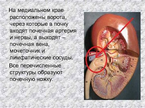 Через передачу через почку или инфицированную почку