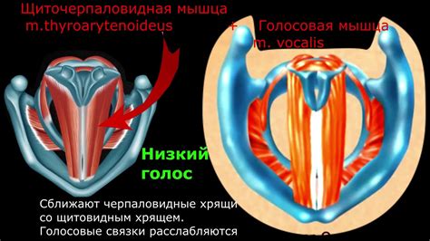 Чрезмерная нагрузка на голосовые связки