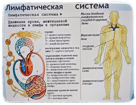 Что входит в лимфатическую систему организма