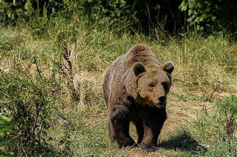 Что делать, если медведь уже рядом с автомобилем