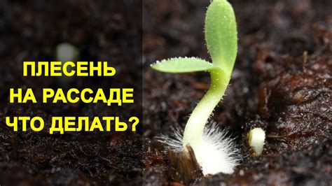 Что делать, если рассольник плесневеет?