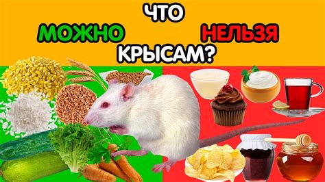 Что можно давать