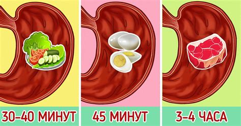 Что происходит с желудком, когда лежишь на животе?