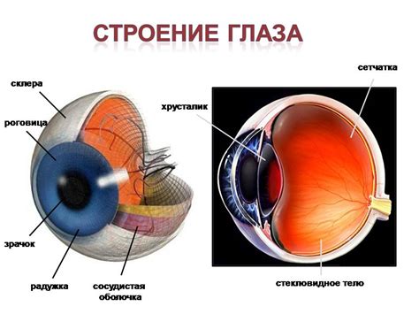 Что происходит с мышцами глаза?