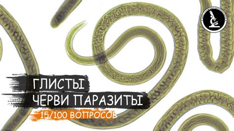 Что такое гельминты в легких?