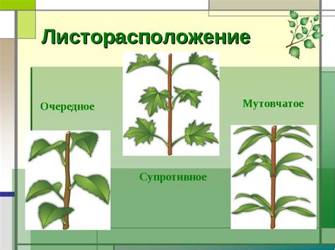 Что такое листорасположение