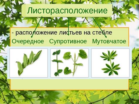 Что такое листорасположение и его значение в садоводстве?