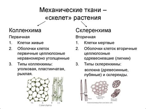 Что такое ткань леса?