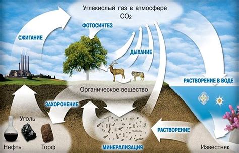 Что такое углекислый газ и почему он важен для теплицы