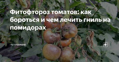 Что такое фитофтороз и какова его опасность?