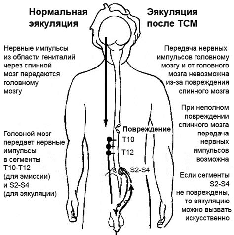 Что такое эякуляция? Краткое определение и процесс