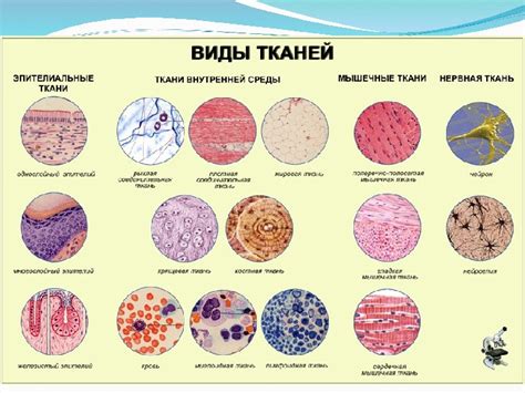 Шаги подготовки к исследованию гистологии ткани