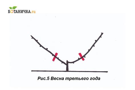 Шаги по пересадке винограда в средней полосе