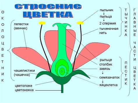 Шаг 4. Формирование цветка