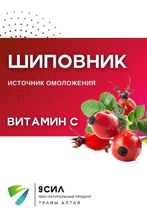 Шиповник: полезный источник витамина С