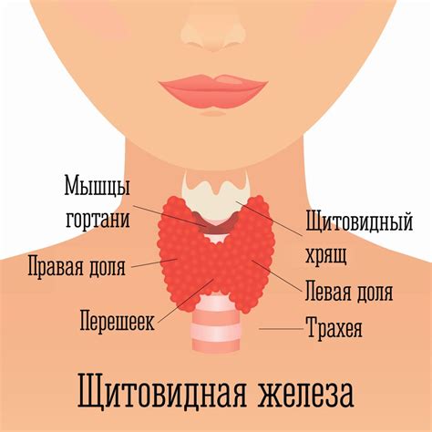 Щитовидная железа и выработка гормонов