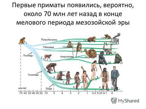 Эволюция млекопитающих: от примитивных форм к современным