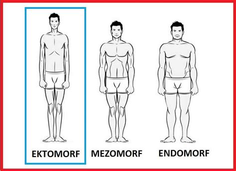 Эктоморфы: как различить от мезоморфов