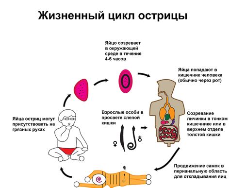 Энтеробиоз: что это?