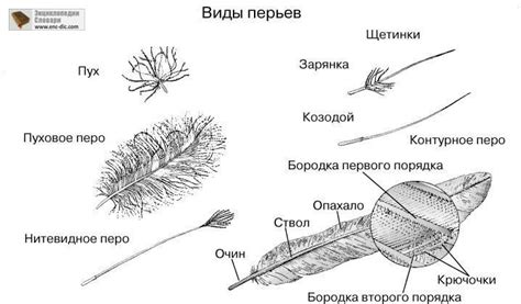 Этапы появления первых перьев у цыплят