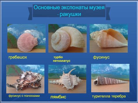 Этические аспекты домашнего содержания морских ракушек