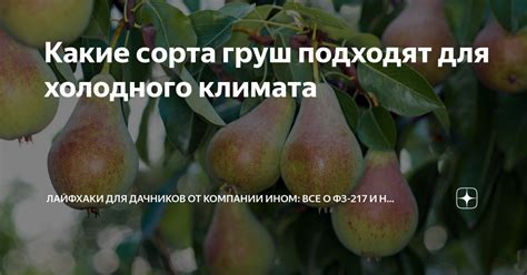 Эффективное использование климата при выращивании груш