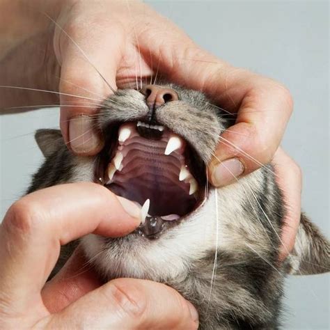 Эффективные методы гигиены у кошек
