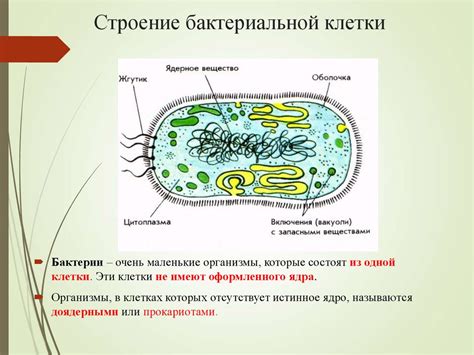 Ядро в бактериальной клетке: факт или миф?