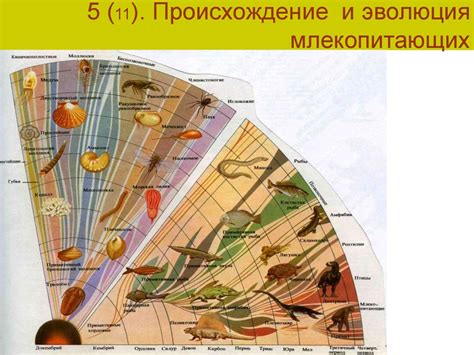  Происхождение млекопитающих: история и характеристики