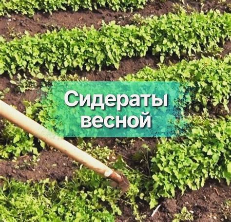 5 способов успешного удаления сидератов из почвы