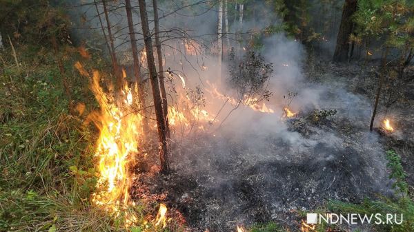 В Ивделе введен режим ЧС из-за крупного лесного пожара