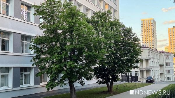 В Екатеринбурге зацвели каштаны (ФОТО)